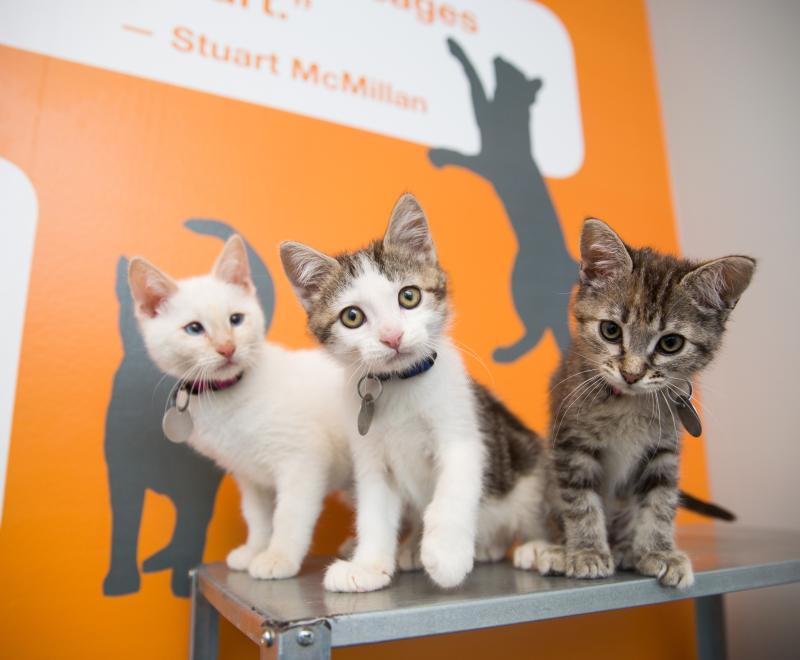 Kitten Happy Hour