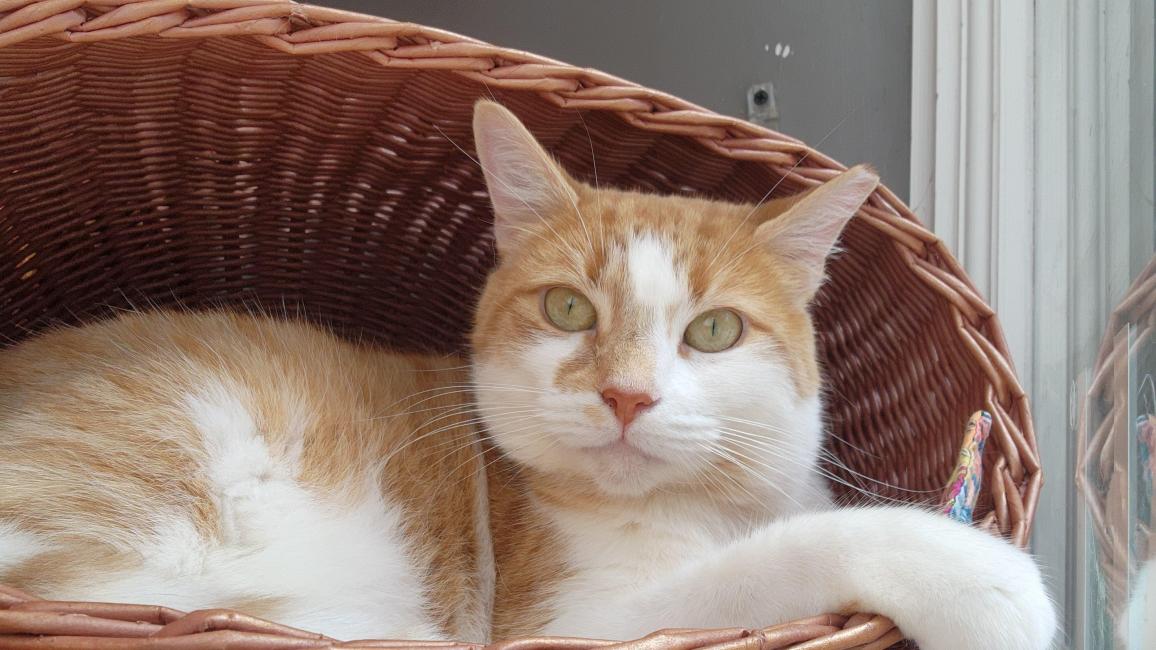 Goldilocks the cat in a basket with her paw over the side
