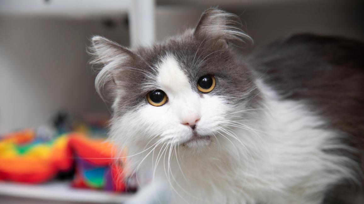 Gray and white longhair cat in front of a multicolored blanket