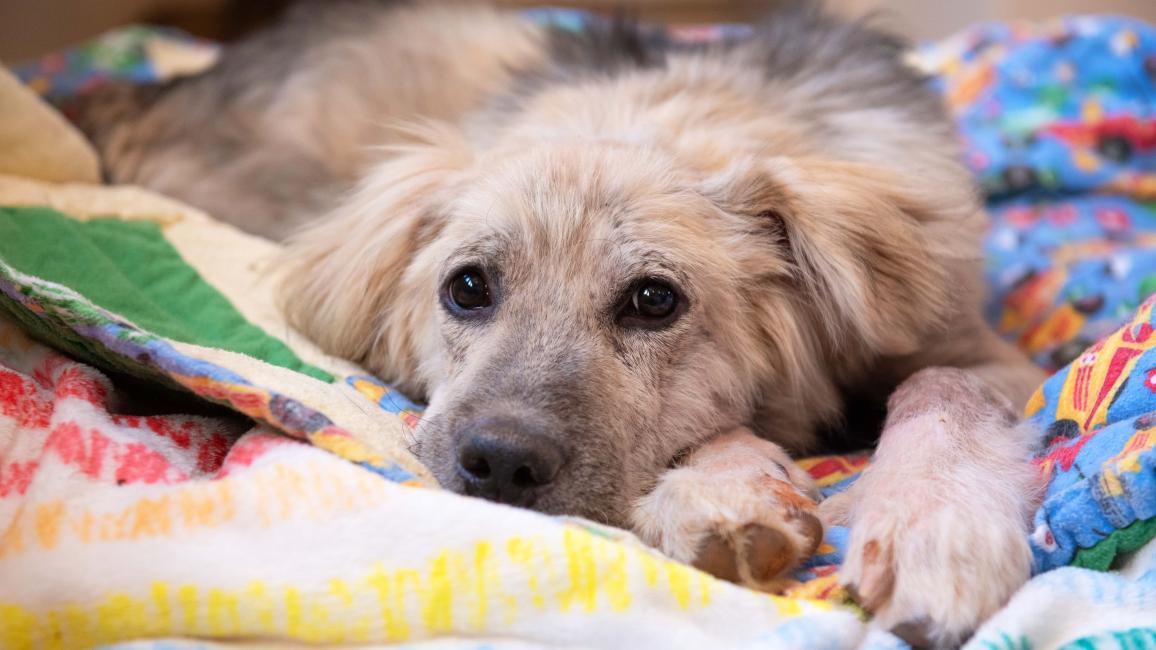 Huckleberry the puppy lying on a multicolored blanket