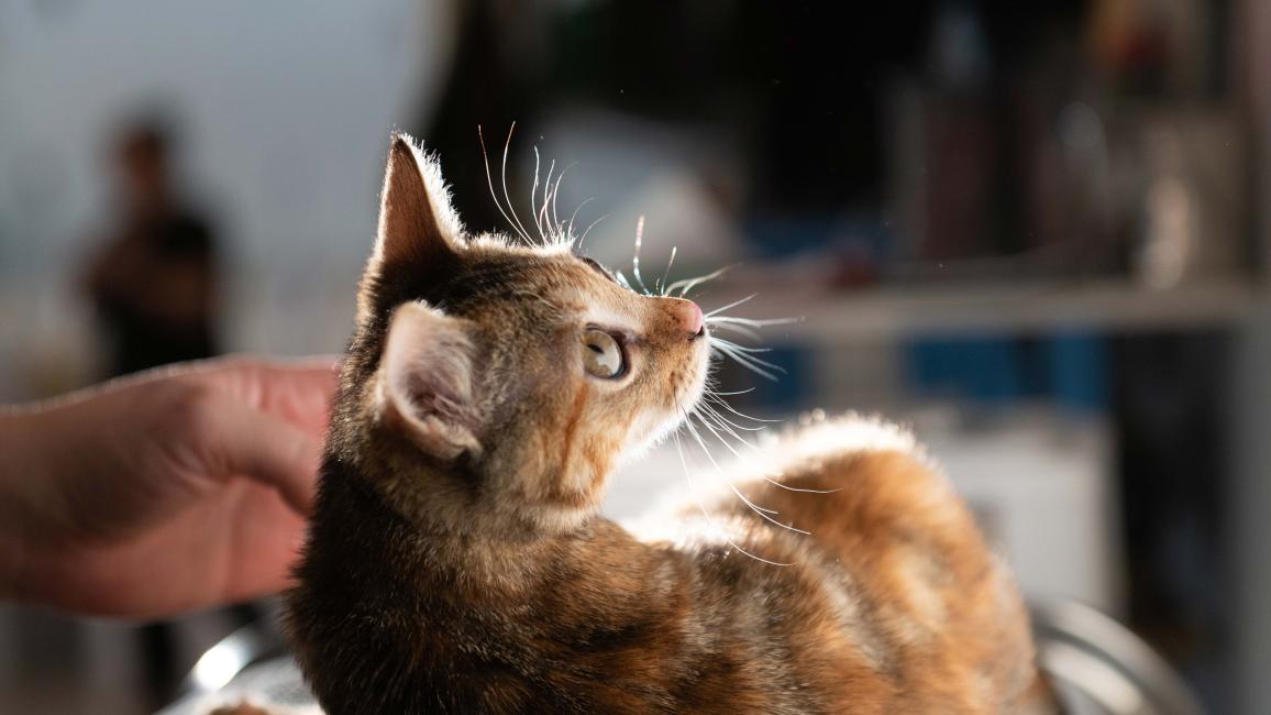 Person's hand petting a cat in a ray of light