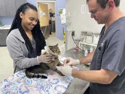 A cat named Cornflower gets checked out at the Jacksonville Humane Society clinic.