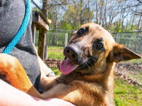 Cheyenne the shepherd, standing on her hind legs, with her front legs up on a person