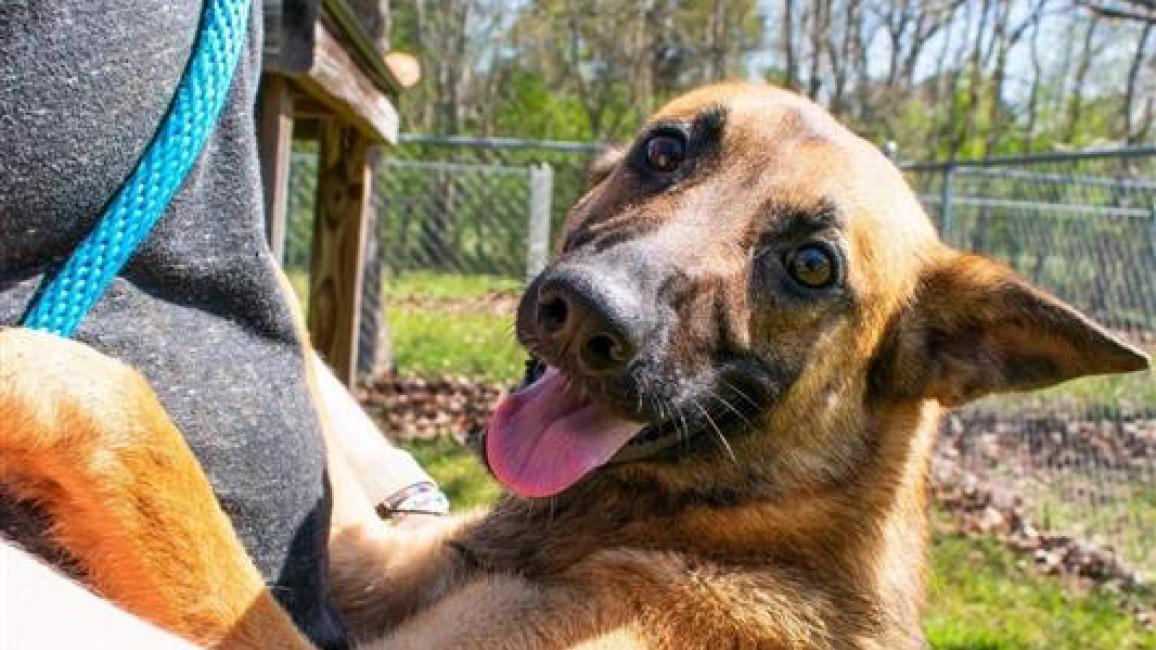 Cheyenne the shepherd, standing on her hind legs, with her front legs up on a person
