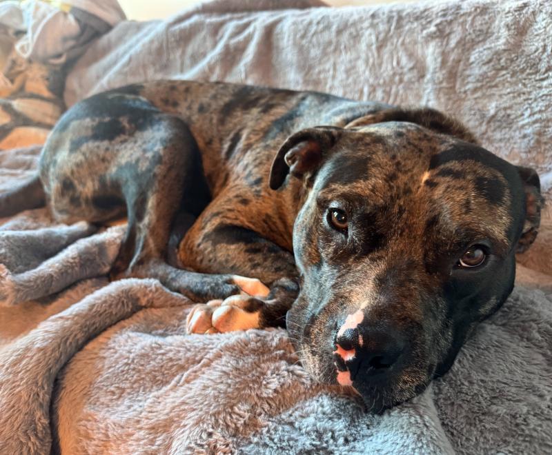 Tanner the dog lying on a blanket-covered couch