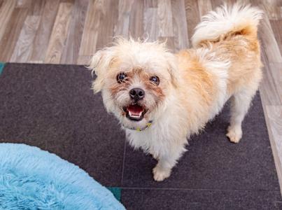 Happy, small, tan dog with curved tail standing on the floor