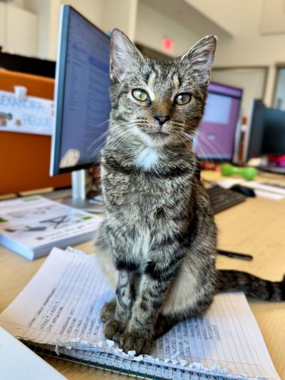 Maddie the cat on a desk