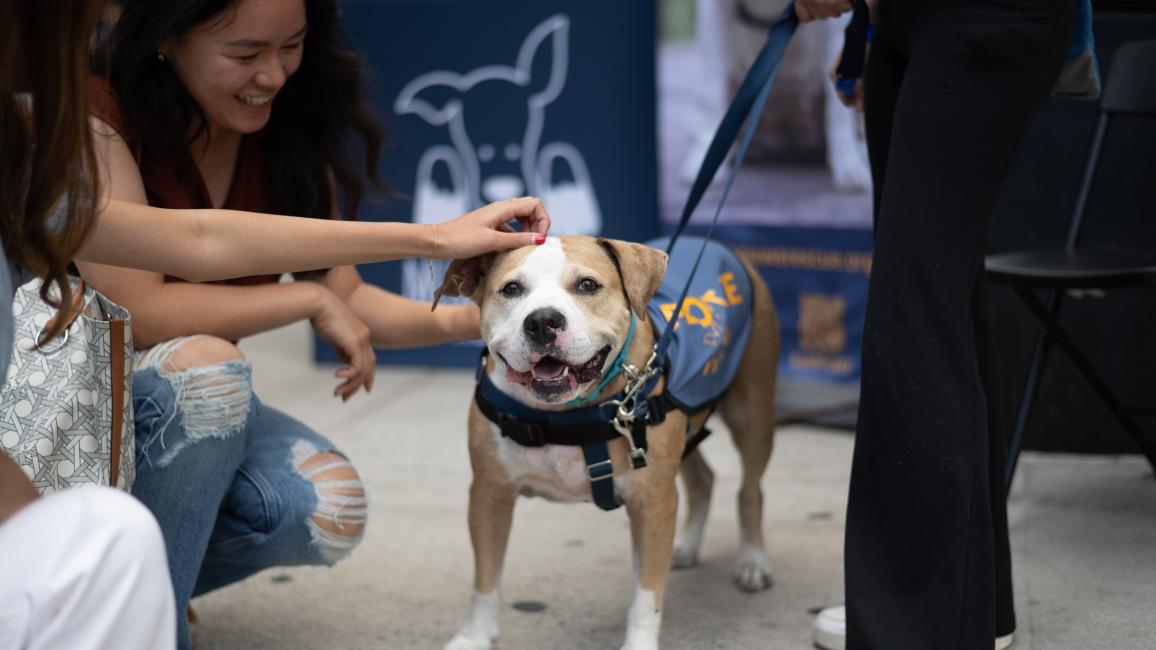 Person petting a happy dog wearing a vest