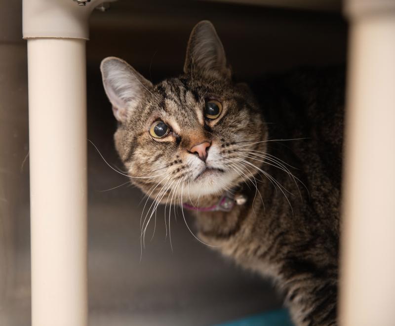 Nymph the cat in a kennel