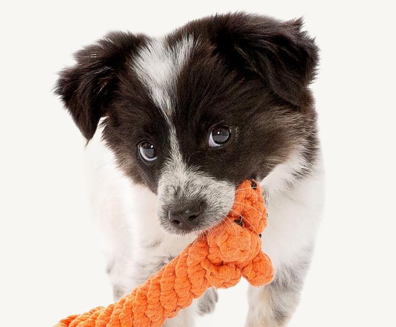 Black and white puppy holding an orange chew toy in his mouth