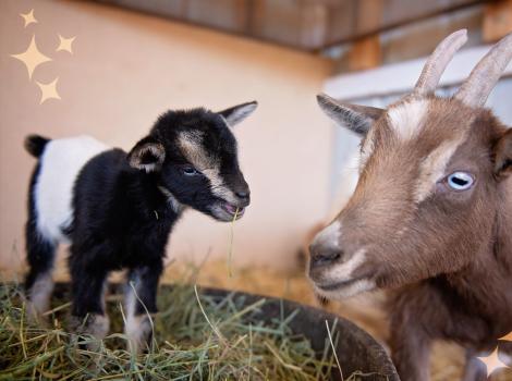 Ziggy and Fleury the kid and goat