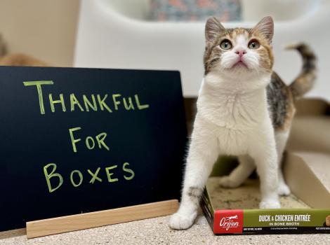 Cat standing next to a chalkboard sign that says, Thankful for boxes