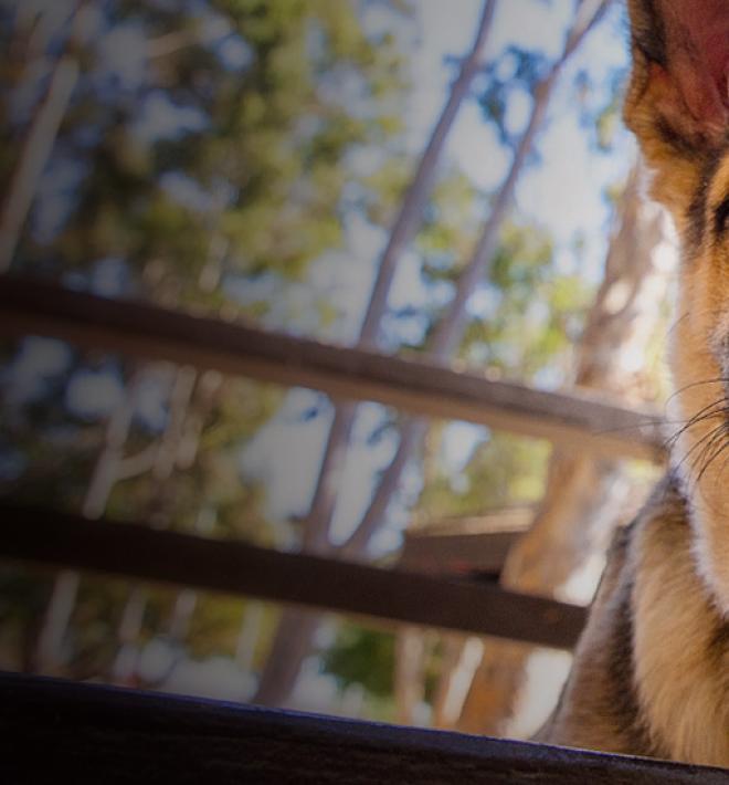 German Sheppard