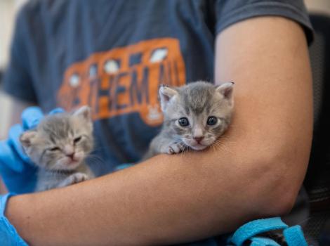 Person wearing a Save Them All T-shirt holding two kittens on their arm