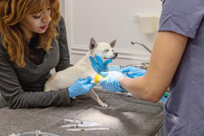 Wally the Girl the dog receiving an injection