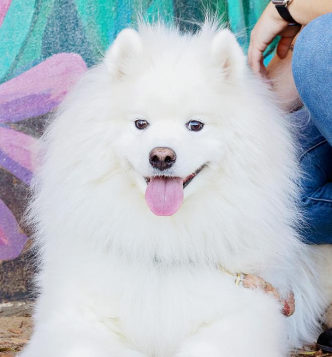Person kneeling next to white dog in front of a colorful flower mural on a wall