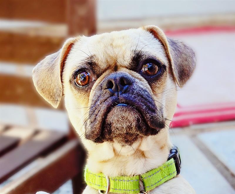 Face of a pug-like dog wearing a lime green collar