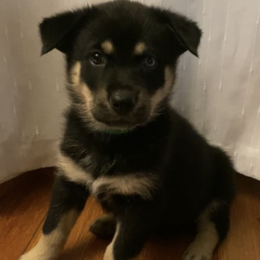Lilo - Husky, Siberian/Shepherd, German
