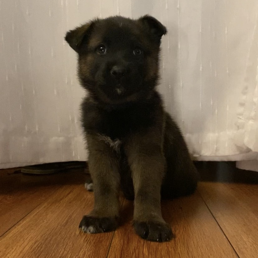 Lion King - Husky, Siberian/Shepherd, German