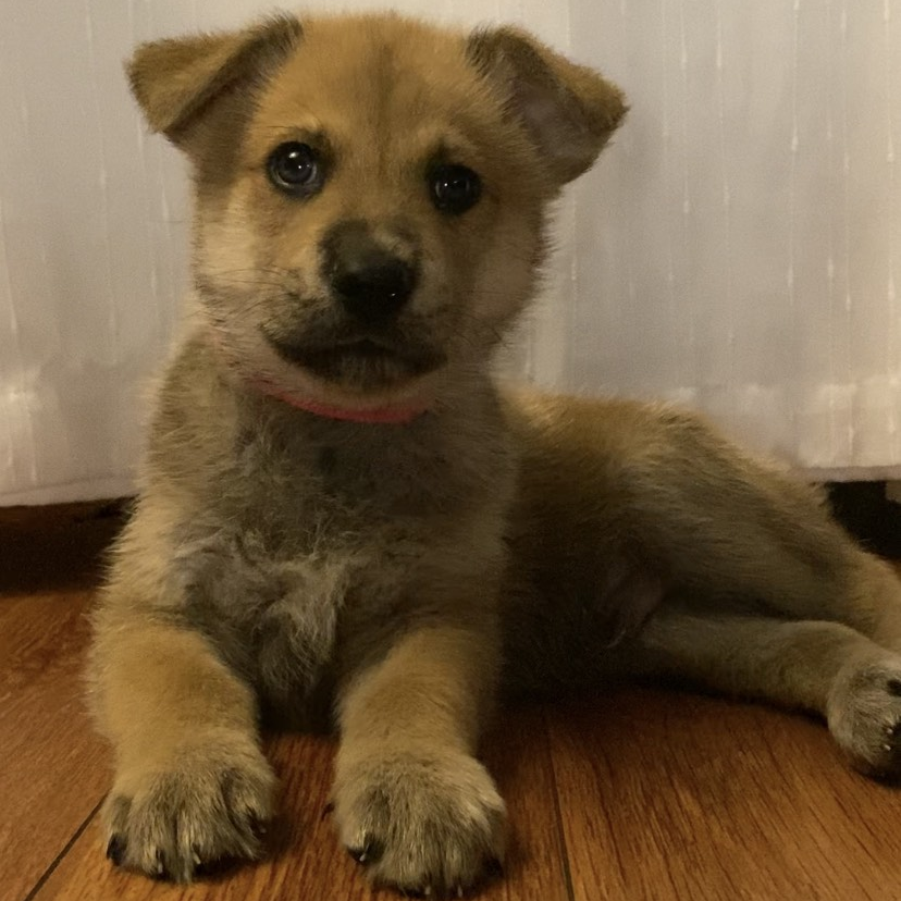 Lumiere - Husky, Siberian/Shepherd, German
