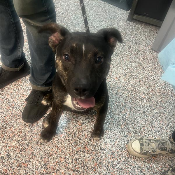 Toolbox - Mixed Breed (Medium)/Terrier, American Pit Bull