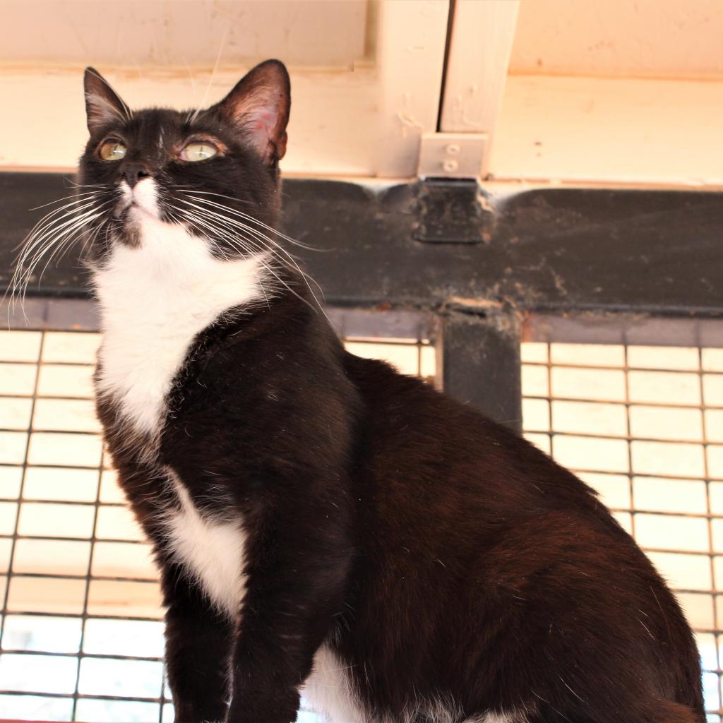Adoptable Female Female