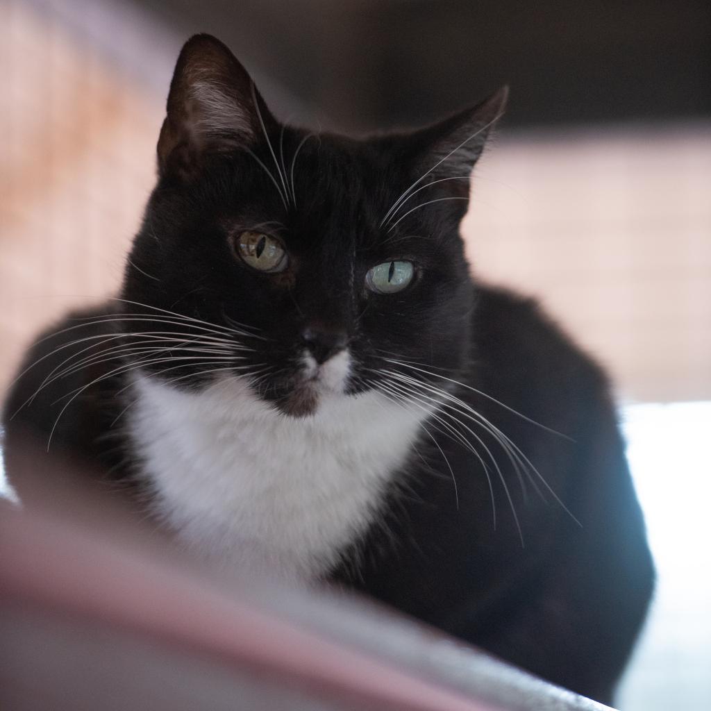 Adoptable Female Female