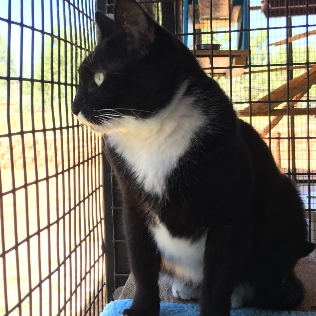 Adoptable Female Female