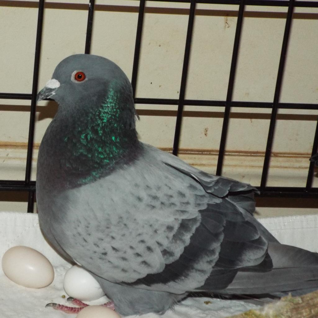 Adoptable Male Male