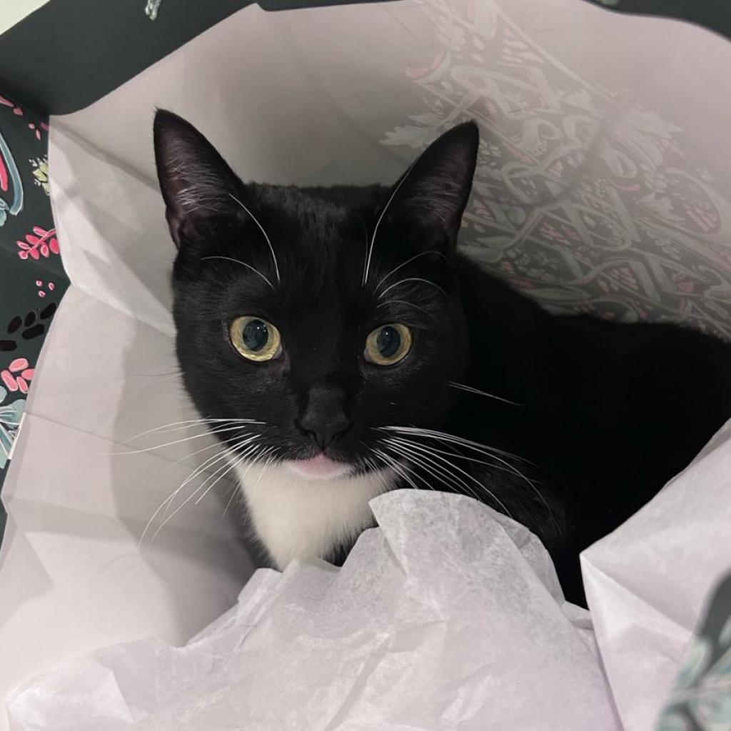 Kiki - Domestic Shorthair
