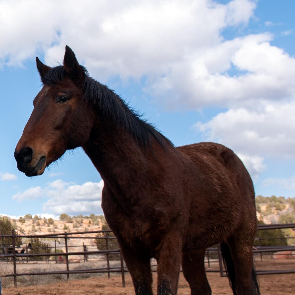 Adoptable Male Male