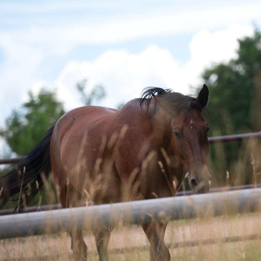 Adoptable Male Male