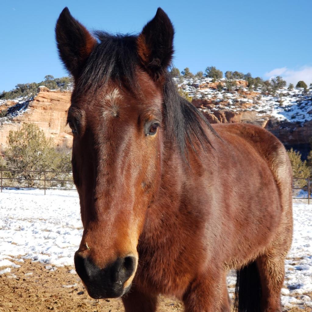 Adoptable Male Male