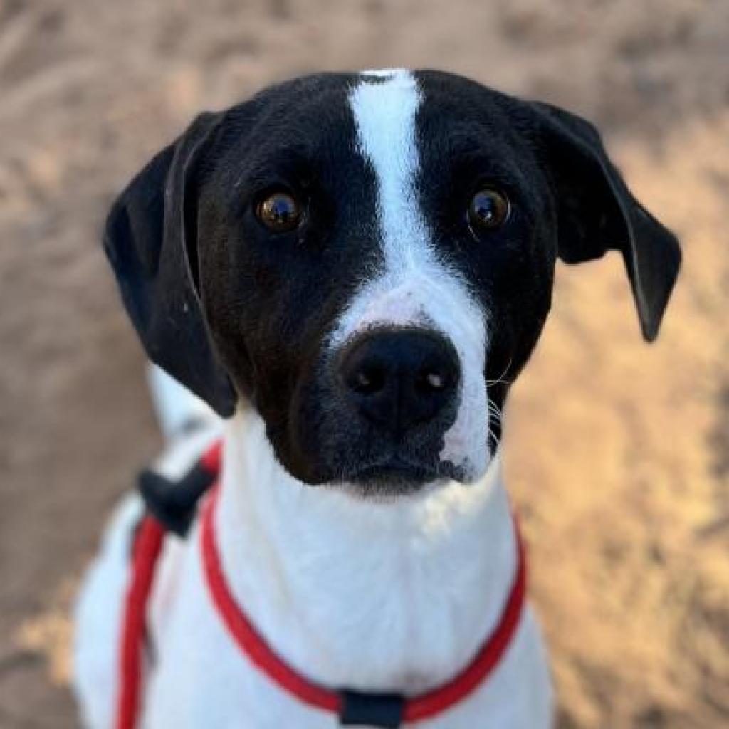 Adoptable Female Female