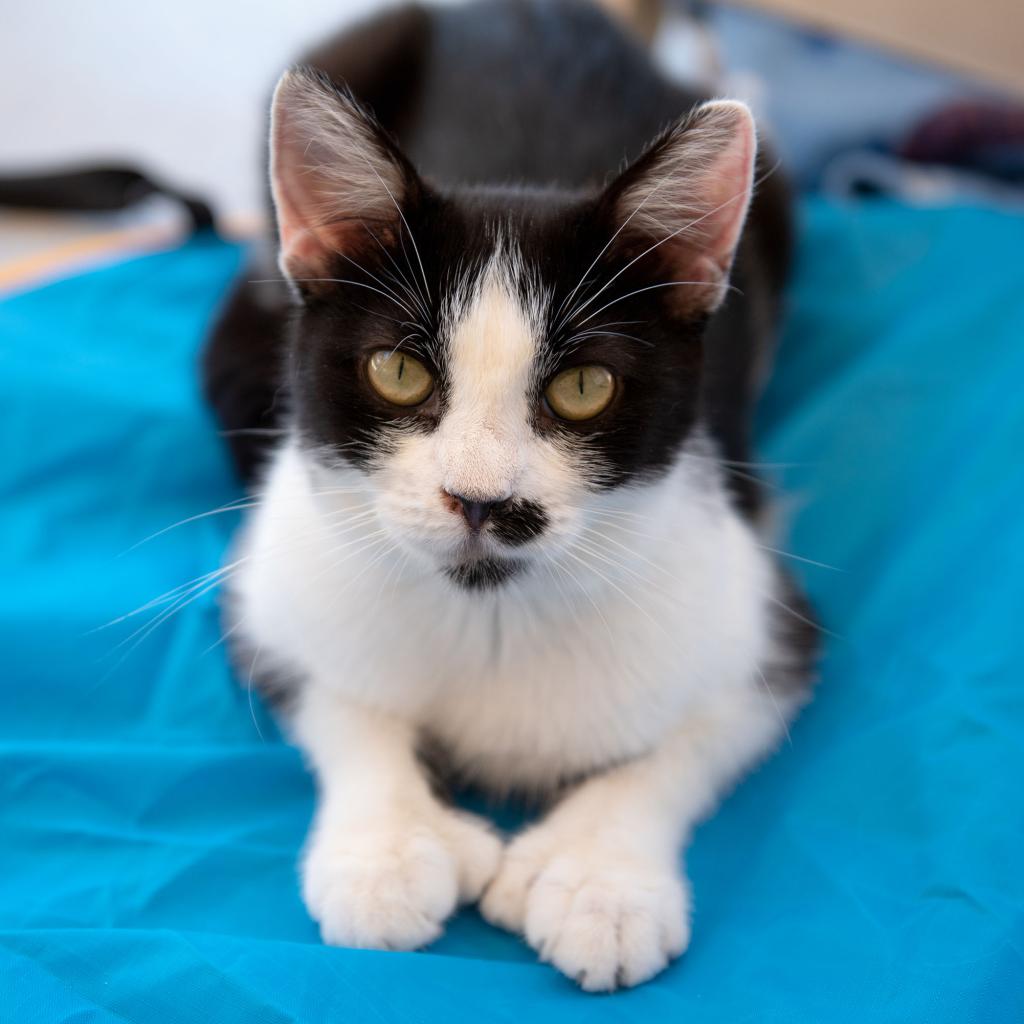 Lindsay - Domestic Shorthair