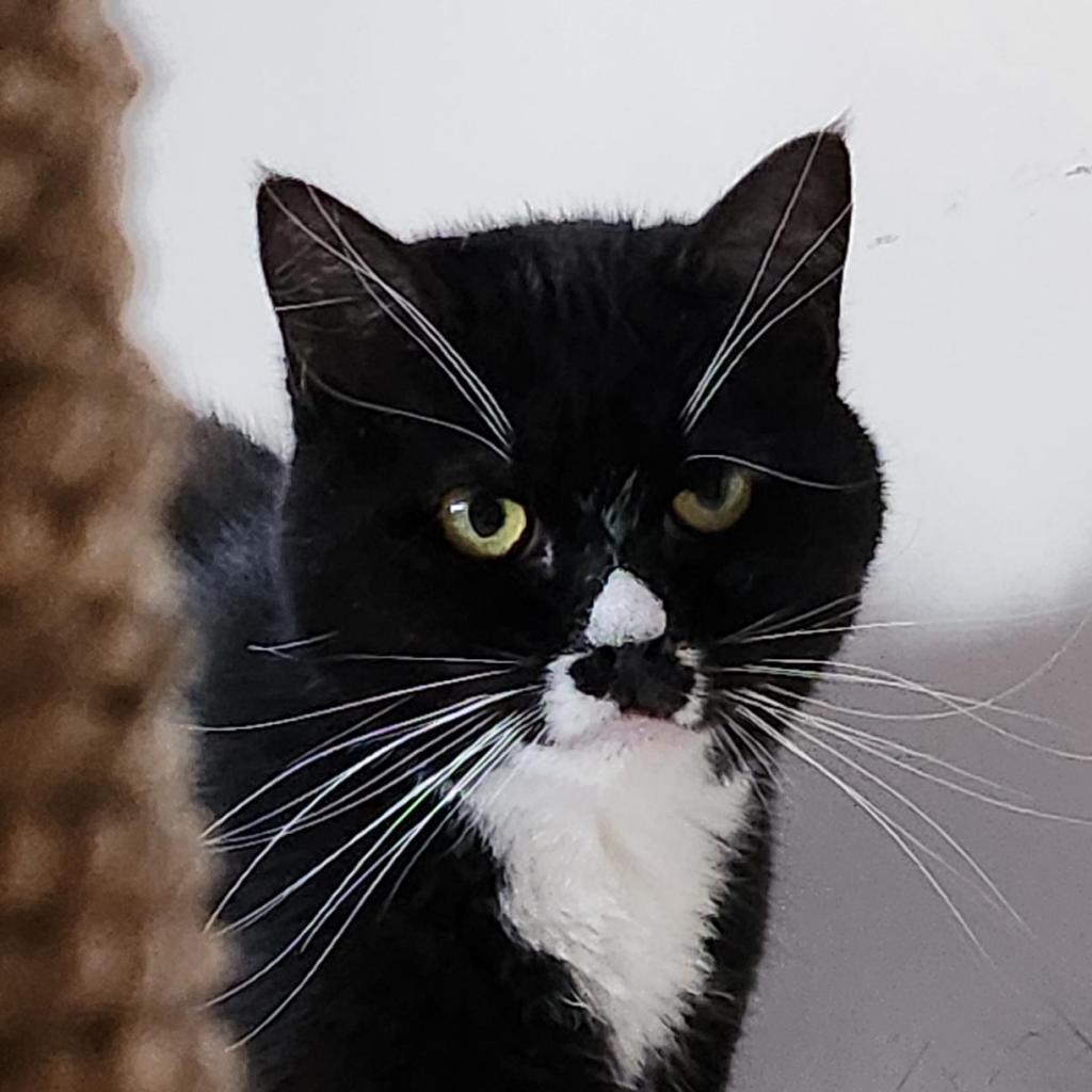 Ludo - Domestic Shorthair