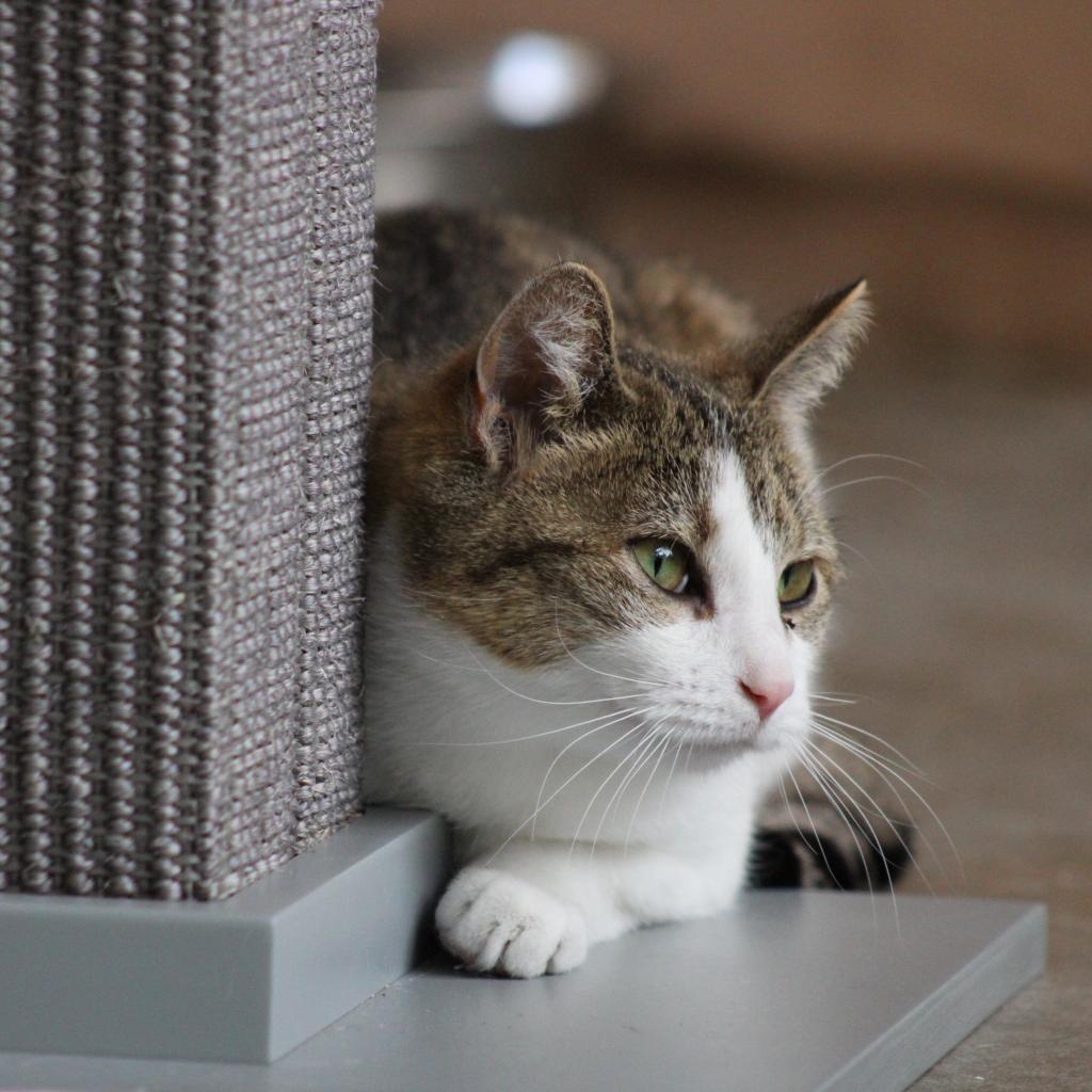 Victoria - Domestic Medium Hair