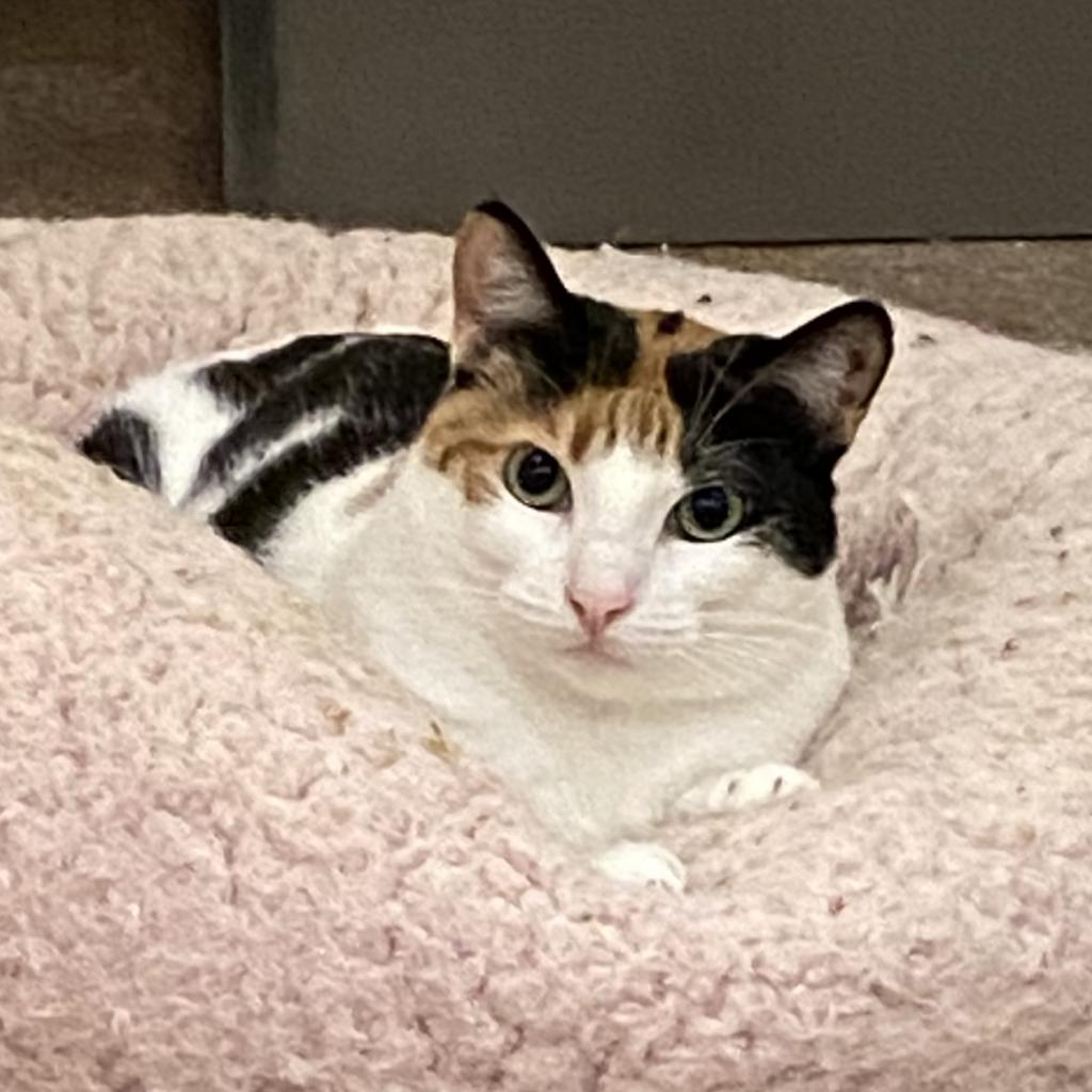 Dila - Domestic Shorthair