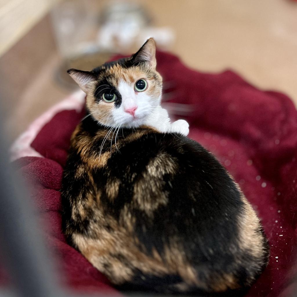 Fila - Domestic Shorthair