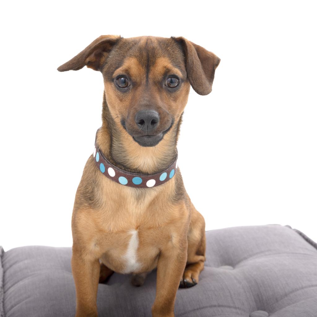 Buck - Dachshund/Mix