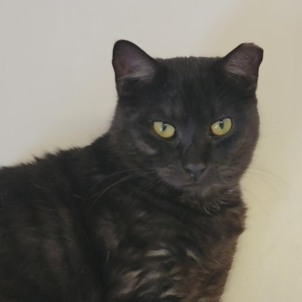 Waylon - Domestic Shorthair