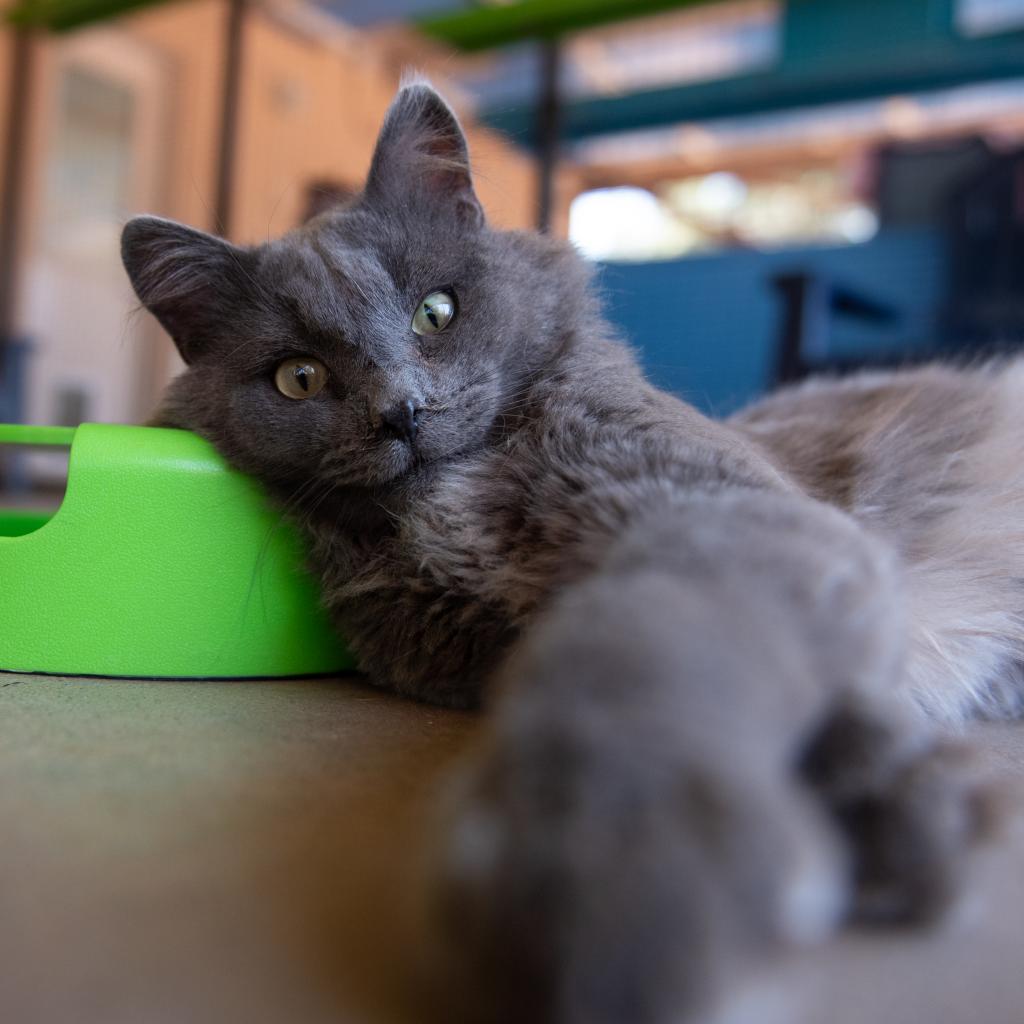 Aberdeen - Domestic Longhair