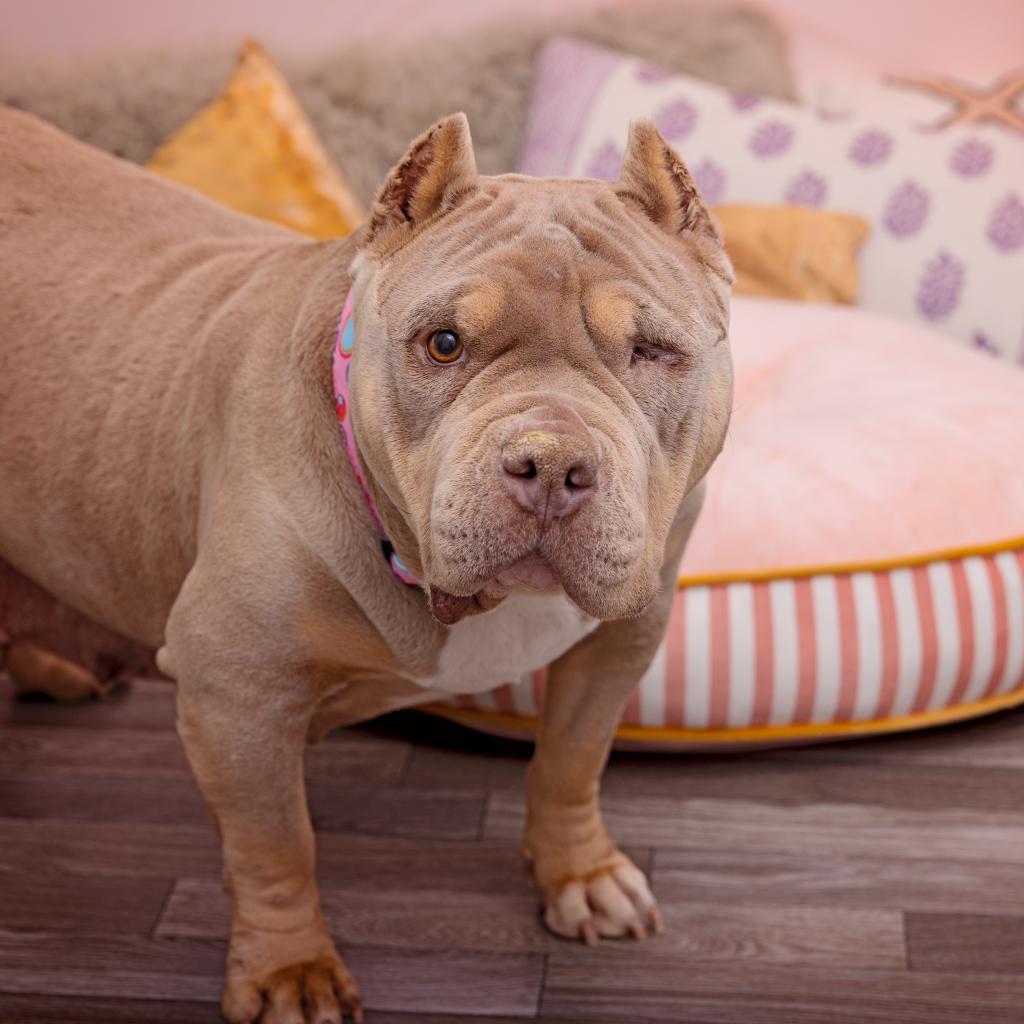Moo Moo - Terrier, American Staffordshire/Mix