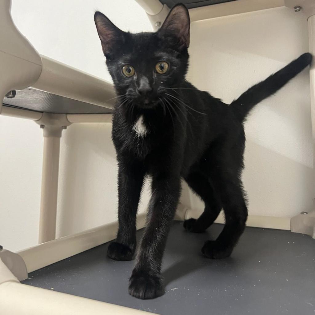 Oleander - Domestic Shorthair