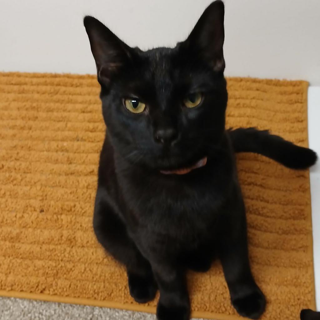 Panther - Domestic Shorthair