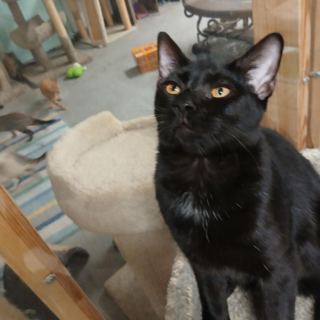Shady - Domestic Shorthair