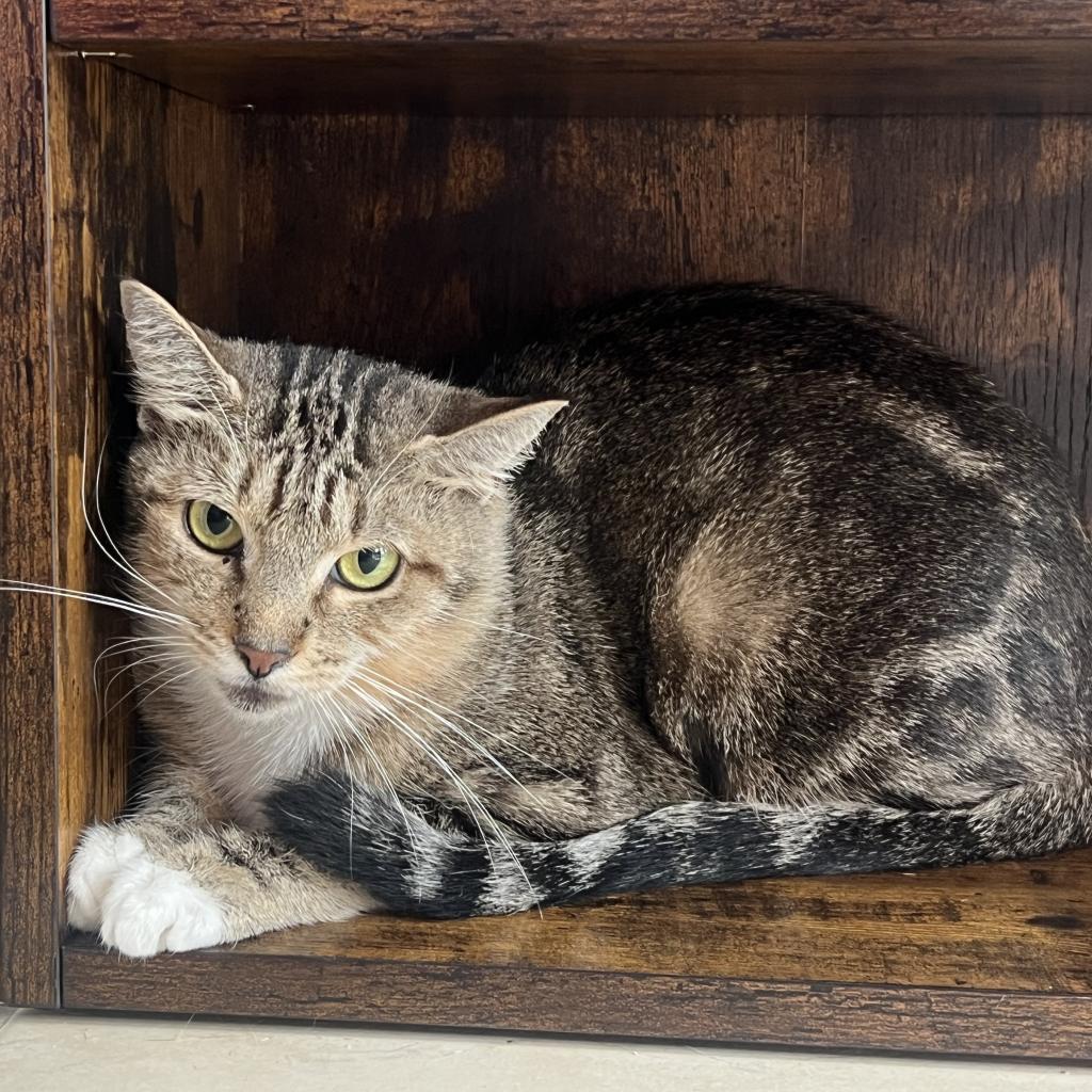 Hilda - Domestic Shorthair