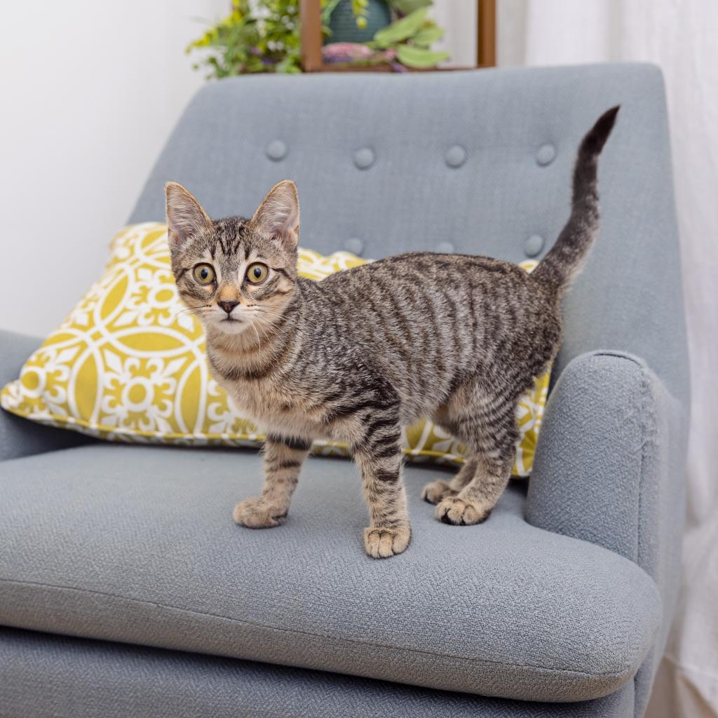 Ajowan - Domestic Shorthair