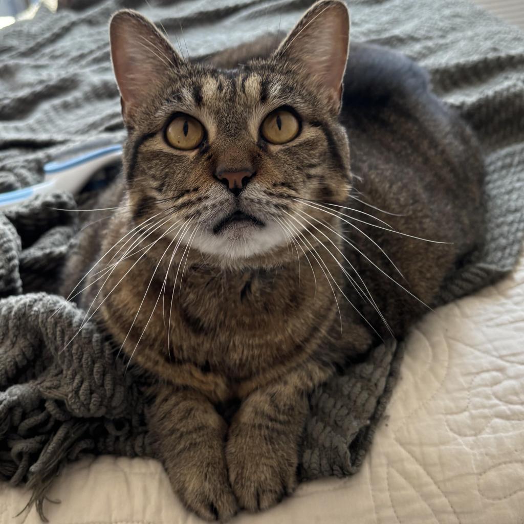 Jess - Domestic Medium Hair