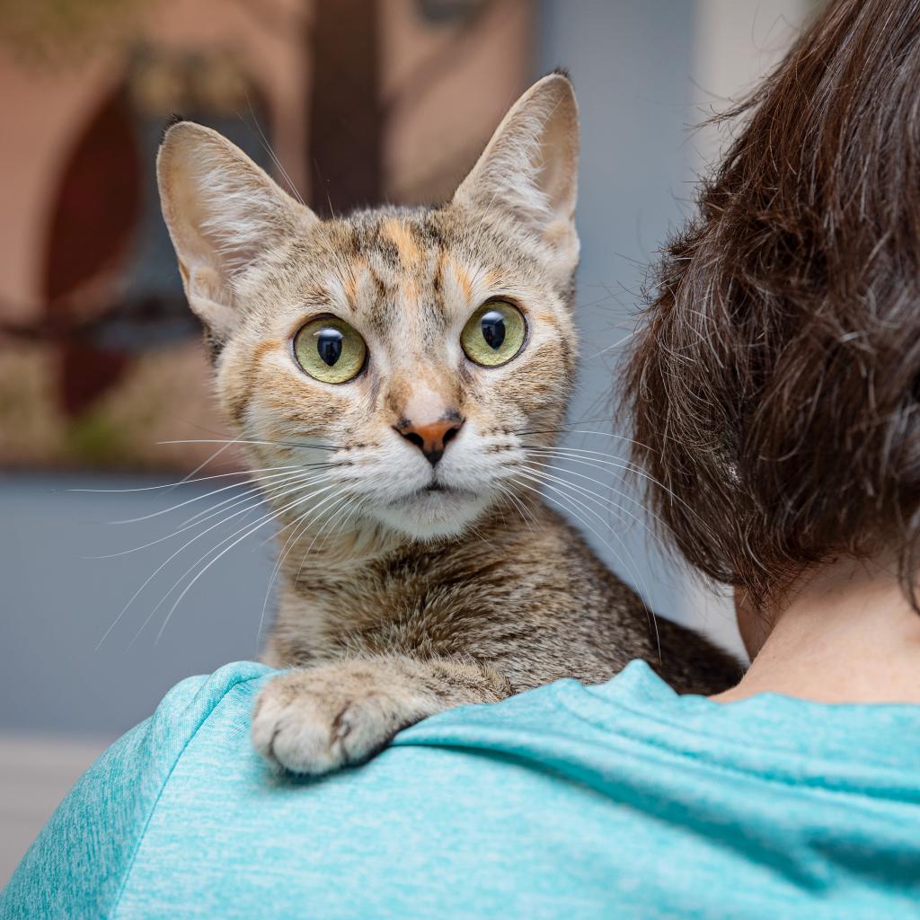 Serpentine - Domestic Shorthair